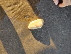 Amarilladesma mactroides