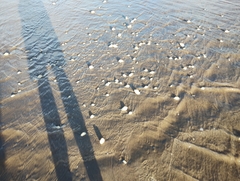 Amarilladesma mactroides