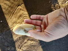 Amarilladesma mactroides