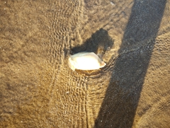 Amarilladesma mactroides