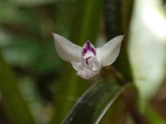 Scaphyglottis