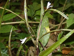 Scaphyglottis
