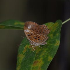 Taxila haquinus