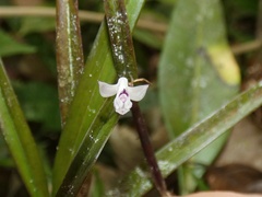 Scaphyglottis