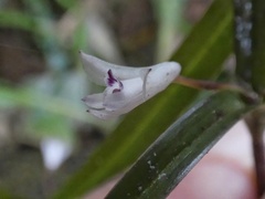 Scaphyglottis