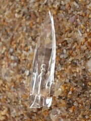 Chelophyes appendiculata