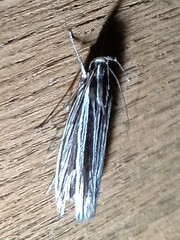 Leistarcha scitissimella