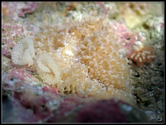 Phestilla lugubris