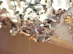 Ctenoplusia limbirena