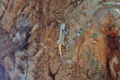 Acanthocercus atricollis