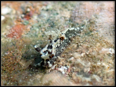 Goniodoris joubini