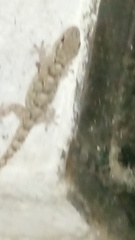 Tarentola mauritanica