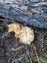 Turbinellus kauffmanii