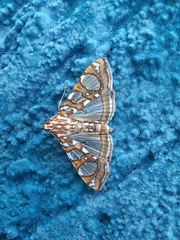 Glyphodes sibillalis