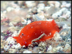 Dendrodoris fumata