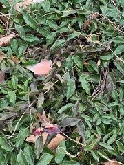 Bignonia capreolata
