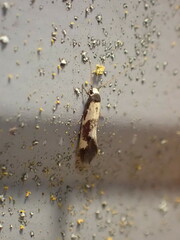Opogona comptella