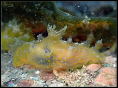 Plocamopherus pecoso