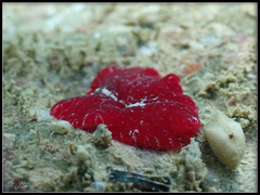 Pseudoceros rubronanus