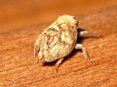 Dentatissus damnosus