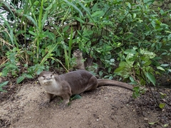 Lutrogale perspicillata