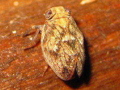 Dentatissus damnosus