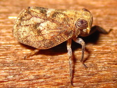 Dentatissus damnosus