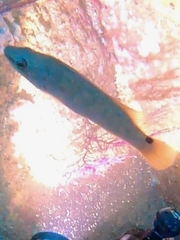 Ctenolabrus rupestris