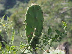 Opuntia cochenillifera