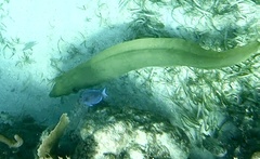Gymnothorax funebris