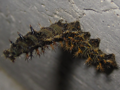 Polygonia c-aureum