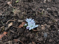 Scilla mischtschenkoana