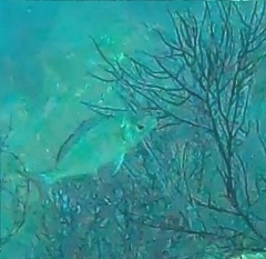 Spondyliosoma cantharus