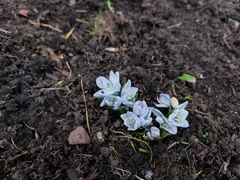Scilla mischtschenkoana