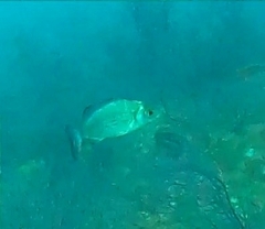 Spondyliosoma cantharus