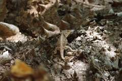 Acanthocercus atricollis