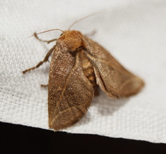 Anaxidia lozogramma
