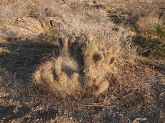 Opuntia diploursina