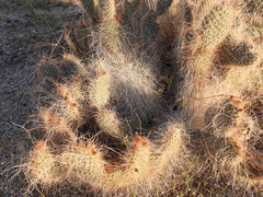 Opuntia diploursina