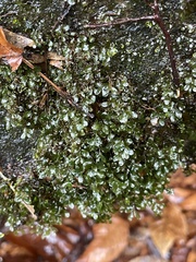 Rhizomnium punctatum