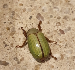 Pelidnota prasina
