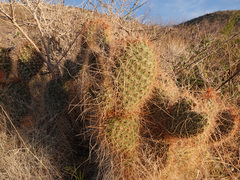 Opuntia diploursina