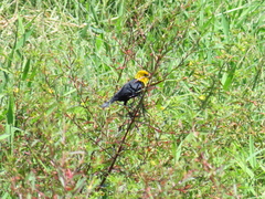 Chrysomus icterocephalus