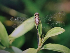 Pornothemis starrei