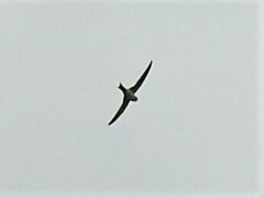 Aeronautes andecolus