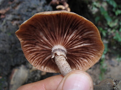 Armillaria mexicana