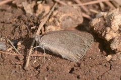 Ypthima asterope