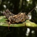 Pygmy Grasshoppers - Photo (c) Kai Squires, some rights reserved (CC BY), uploaded by Kai Squires