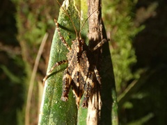 Batrachideinae