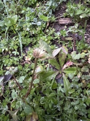 Trifolium repens